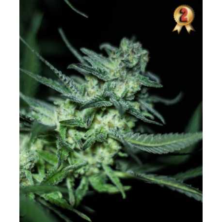 ELI | Feminised, Indoor & Outdoor