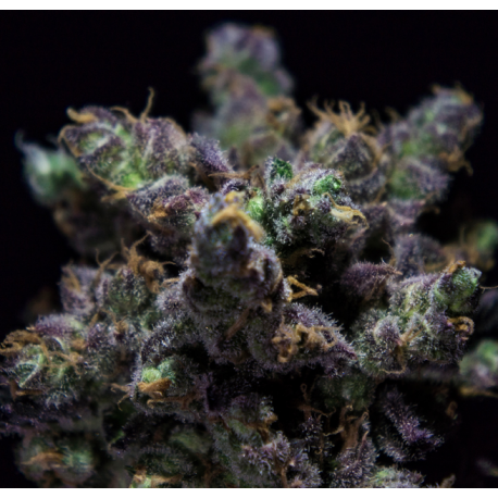 HARYBO | Feminised, Indoor & Outdoor