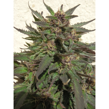 Purpurea 09 | Indoor & Outdoor