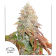 Auto Banana Blaze | Feminised, Auto, Indoor & Outdoor