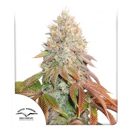Auto Banana Blaze | Feminised, Auto, Indoor & Outdoor