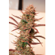 Auto Banana Blaze | Feminised, Auto, Indoor & Outdoor
