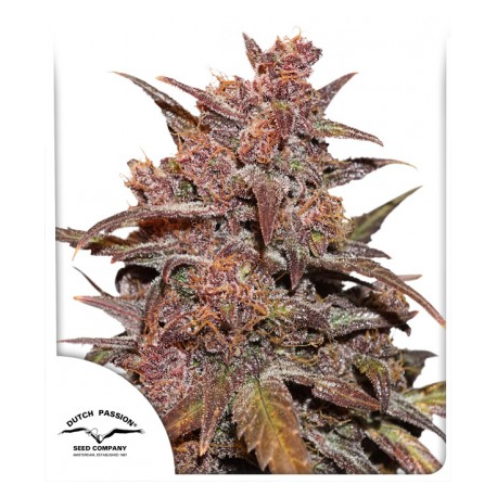 CBD Auto Blackberry Kush | Feminised, Auto, Indoor & Outdoor