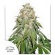 Banana Blaze | Feminised, Indoor & Outdoor