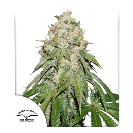 Banana Blaze | Feminised, Indoor & Outdoor