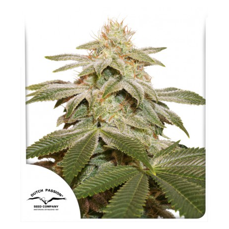 Sugar Bomb Punch | Feminised, Indoor