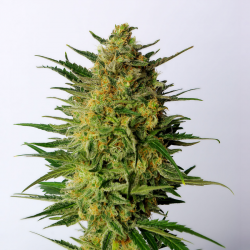 Super AK | Feminised, Indoor & Outdoor