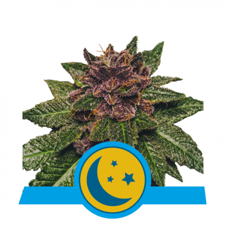 Purplematic CBD | Feminised, Auto, Indoor & Outdoor
