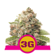 Triple G | Feminised, Indoor & Outdoor