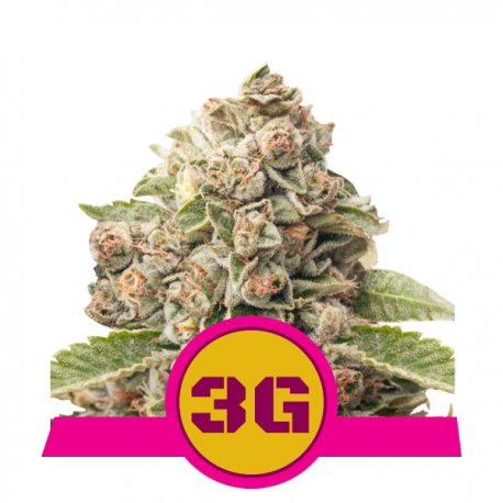 Triple G | Feminised, Indoor & Outdoor