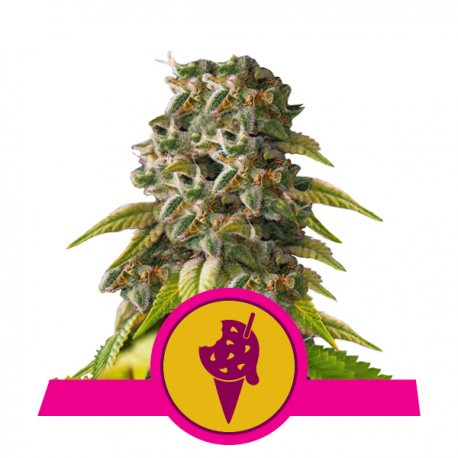 Cookies Gelato | Feminised, Indoor & Outdoor