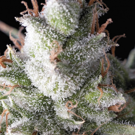 Auto Ramses | Feminised, Auto, Indoor & Outdoor