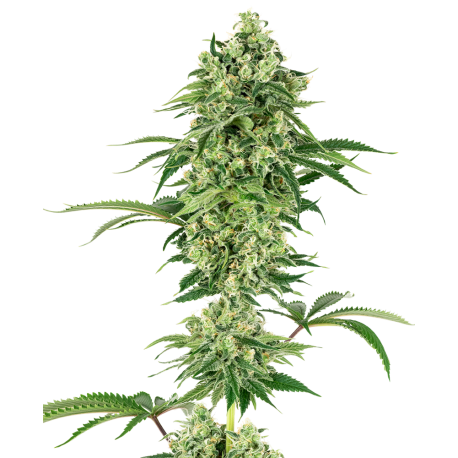 Nicole Hindu Kush | Feminised, Indoor & Outdoor