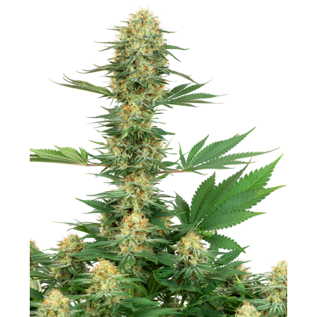 Gelato | Feminised, Indoor & Outdoor