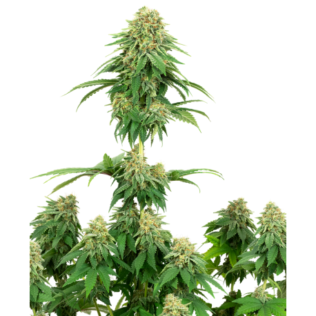 Girl Scout Cookies | Feminised, Indoor & Outdoor