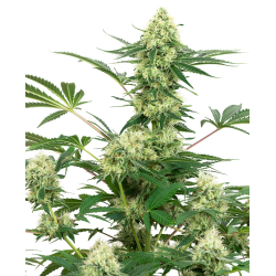 Wedding Cheesecake | Feminised, Indoor & Outdoor