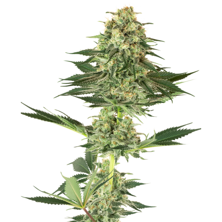 Banana Kush | Feminised, Indoor & Outdoor