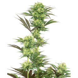 Guava Jelly | Feminised, Indoor & Outdoor