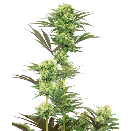 Guava Jelly | Feminised, Indoor & Outdoor