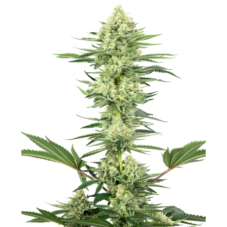 White Gorilla Haze | Feminised, Indoor & Outdoor