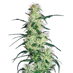 Purple Haze | Feminised, Indoor & Outdoor