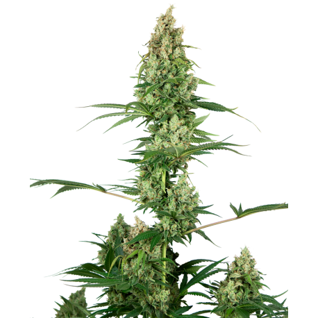 Silver Fire | Feminised, Indoor & Outdoor