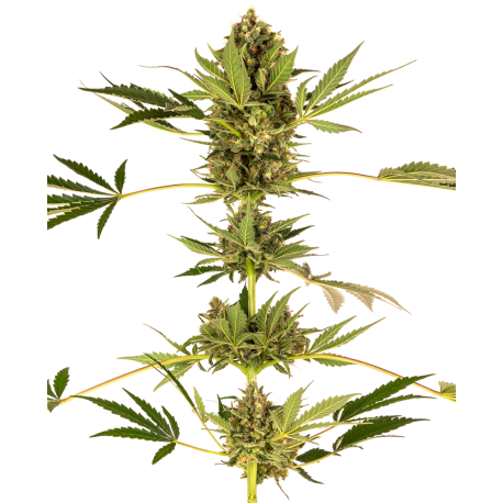 Himalayan CBD | Feminised, Indoor & Outdoor