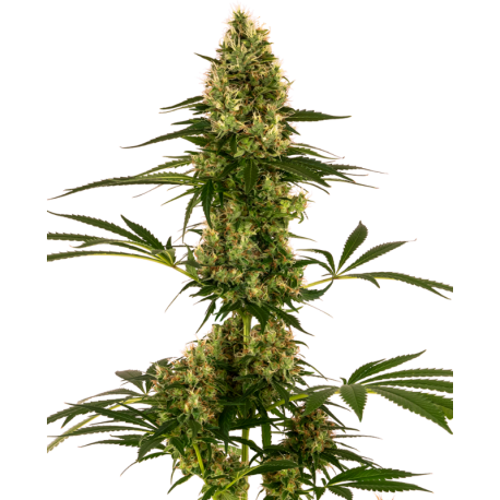 Blue Bullet Auto | Feminised, Auto, Indoor & Outdoor