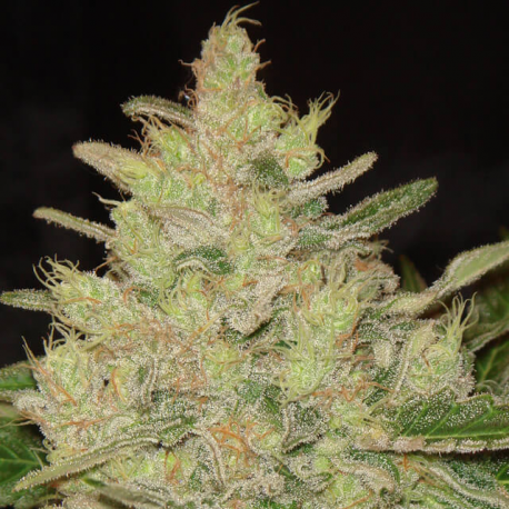 Blueberry Ghost OG | Feminised, Indoor & Outdoor