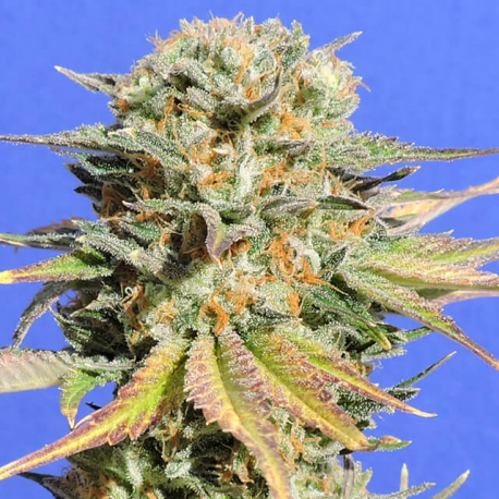 Bruce Banner 3 The Incredible Hulk | Feminised, Indoor & Outdoor