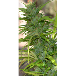 Auto CBG | Feminised, Auto, Indoor & Outdoor