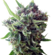 Auto Zamaldelica | Feminised, Auto, Indoor & Outdoor