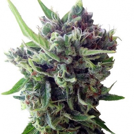 Auto Zamaldelica | Feminised, Auto, Indoor & Outdoor