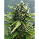 Auto Zamaldelica | Feminised, Auto, Indoor & Outdoor