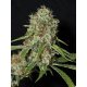 Jamaican Dream CBD | Feminised, Indoor & Outdoor