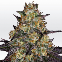 El Dorado OG | Feminised, Indoor & Outdoor