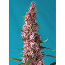 Red Pure Auto CBD | Feminised, Auto, Indoor & Outdoor