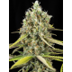 Lemon King | Feminised, Indoor & Outdoor