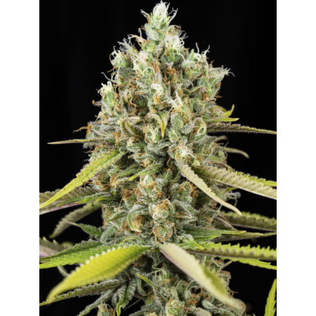 Lemon King | Feminised, Indoor & Outdoor