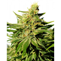 BCN Diesel CBD | Feminised, Indoor & Outdoor