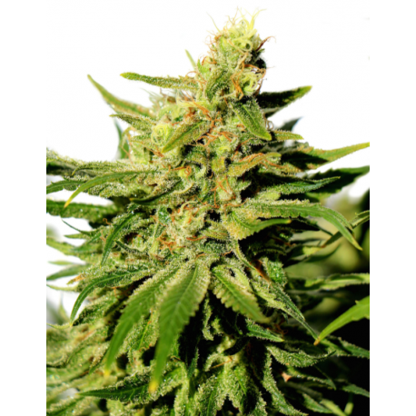 BCN Diesel CBD | Feminised, Indoor & Outdoor