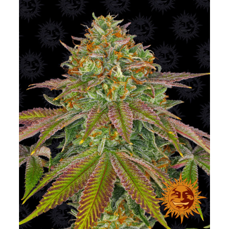 Wedding Cake | Feminised, Indoor & Outdoor