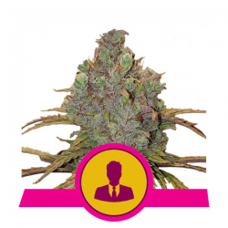 El Patron | Feminised, Indoor & Outdoor