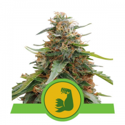 HulkBerry Automatic | Feminised, Auto, Indoor & Outdoor