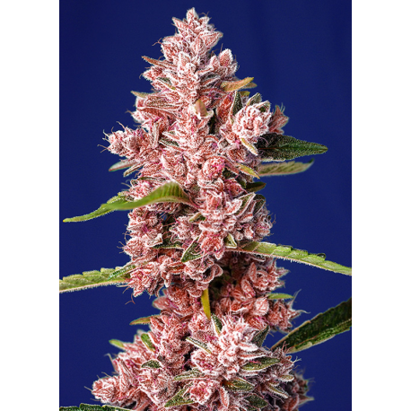 Tropicanna Poison F1 Fast Version | Feminised, Indoor & Outdoor