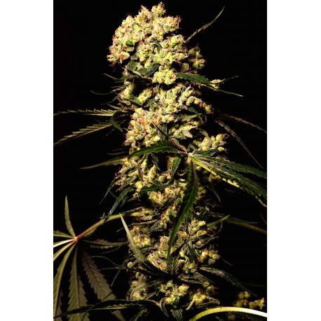 Gelato 45 | Feminisé, Indoor & Outdoor