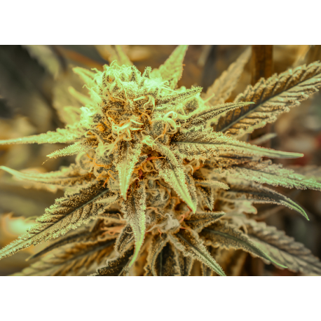 Killer Queen | Indoor & Outdoor