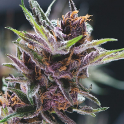 Black Cherry Punch | Feminised, Indoor & Outdoor