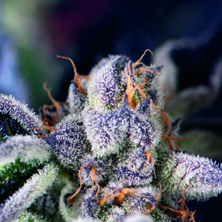 Cookies USA | Feminised, Indoor & Outdoor