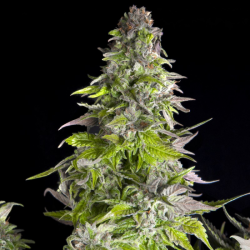 Romulan | Feminised, Indoor & Outdoor